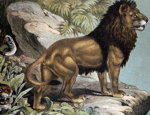 Lion - in “Natural History of Mammals””, ed. Schreiber, Munich بواسطة المدرسة الألمانية