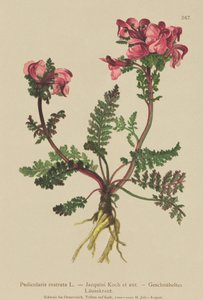Wousewort طويلة الأنف (Pedicularis rostrata) بواسطة المدرسة الألمانية