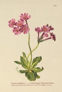 زهرة الربيع الطويلة المزهرة (Primula longiflora) بواسطة المدرسة الألمانية