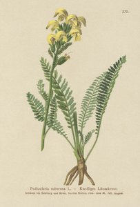 طويل أصفر المنقار لوسيدورت (Pedicularis tuberosa) بواسطة المدرسة الألمانية