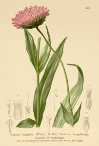 زهرة الأرملة ذات الأوراق الطويلة (Knautia longifolia) بواسطة المدرسة الألمانية
