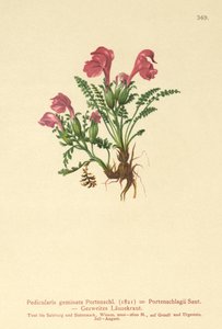 Lousewort (Pedicularis geminata ، Pedicularis Portenschlagii ، Pedicularis pumila) بواسطة المدرسة الألمانية
