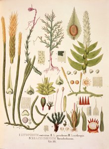 Lycopodium و Brachymenium ، الجدول XX من "Plantarum Cryptogamicarum Brasiliensium" بقلم يوهان بابتيست فون سبيكس وكارل فريدريش فون مارتيوس بواسطة المدرسة الألمانية