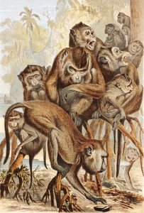 Macacus ، لوحة من "Brehms Tierleben: Allgemeine Kunde des Tierreichs" ، المجلد 1 ، الصفحة 149 ، نشره Bibliographisches Institut بواسطة المدرسة الألمانية
