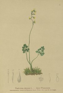 Meadow-rue (Thalictrum alpinum) بواسطة المدرسة الألمانية