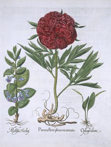 ميليسا ، بايوني و Odontoglossum ، من Hortus Eystettensis ، بقلم Basil Besler (1561-1629) حانة. 1613 (نقش يدوي) بواسطة المدرسة الألمانية