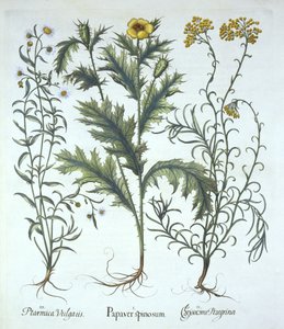 الخشخاش المكسيكي ، زهرة القش البحرية ، و Sneezewort ، من Hortus Eystettensis ، بقلم Basil Besler (1561-1629) حانة. 1613 (نقش يدوي) بواسطة المدرسة الألمانية