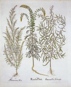 Mignonette ، Southernwood ، و Tarragon ، من Hortus Eystettensis ، بقلم باسل بيسلر (1561-1629) ، حانة. 1613 (نقش يدوي) بواسطة المدرسة الألمانية