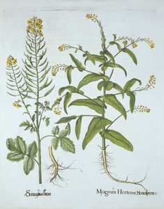 ميتري كريس والخردل الأبيض ، من Hortus Eystettensis ، بقلم باسل بيسلر (1561-1629) ، حانة. 1613 (نقش يدوي) بواسطة المدرسة الألمانية
