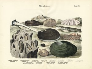 رخويات، حوالي عام 1860 (طباعة حجرية ملونة) بواسطة المدرسة الألمانية