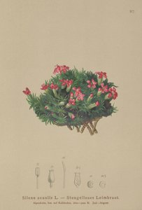 موس كامبيون (Silene acaulis) بواسطة المدرسة الألمانية