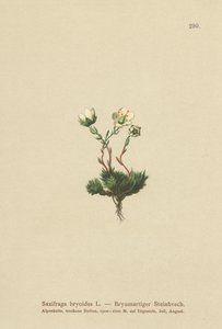 موسي Saxifrage (Saxifraga bryoides) بواسطة المدرسة الألمانية