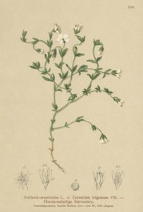 طحالب الجبل (Stellaria cerastioides ، مثلث الفلورا) بواسطة المدرسة الألمانية
