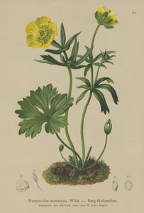 جبل Crowfoot (Ranunculus montanus) بواسطة المدرسة الألمانية
