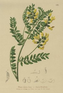 عدس الجبل (Phaca alpina ، Astragalus alpinus ، Astragalus penduliflorus ، Colutea alpina ، Phaca alpina ، Tragacantha penduliflora) بواسطة المدرسة الألمانية