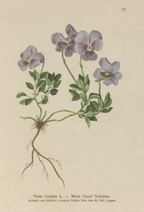 جبل. سينيس بانسي (Viola Cenisia) بواسطة المدرسة الألمانية