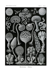 Mycetozoa ، 1899-1904 بواسطة المدرسة الألمانية