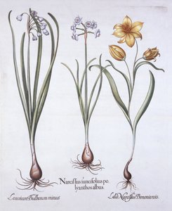 Narcissus، Tulip and Summer Snowflake ، من Hortus Eystettensis ، بقلم باسل بيسلر (1561-1629) ، حانة. 1613 (نقش يدوي) بواسطة المدرسة الألمانية