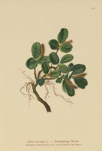 صفصاف الأوراق (Salix reticulata) بواسطة المدرسة الألمانية