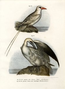 الجانيت الشمالية ، 1864 بواسطة المدرسة الألمانية
