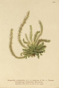Spikemoss الشمالية (Selaginella selaginoides ، Selaginella spinulosa ، Lycopodium selaginoides ، Bernhardia spinosa) بواسطة المدرسة الألمانية