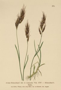 عشب الشوفان (Avena Scheuchzeri ، Avena versicolor ، Avena alpina) بواسطة المدرسة الألمانية