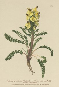 Oeders Lousewort (Pedicularis versicolor ، Pedicularis Oederi) بواسطة المدرسة الألمانية
