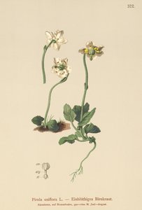 زهرة شتوية واحدة مزهرة (Pirola uniflora ، Pyrola uniflora ، Moneses uniflora ، Monesis uniflora) بواسطة المدرسة الألمانية