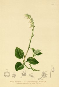 جانب واحد ينترجرين (Pirola secunda، Pyrola secunda، Orthilia secunda، Ramischia elatior، Ramischia secunda) بواسطة المدرسة الألمانية