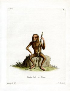 Orang-Outang (نقش ملون) بواسطة المدرسة الألمانية