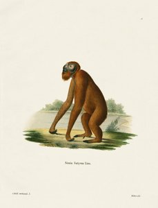 Orang-Outang (نقش ملون) بواسطة المدرسة الألمانية