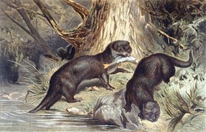 قضاعة ، لوحة من "Brehm's Animal Life: General Knowledge of the Animal Kingdom" ، المجلد 1 ، ص 670 ، نشره المعهد الببليوغرافي بواسطة المدرسة الألمانية