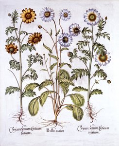 Oxe Eye Daisy و Crown Daisy ، من Hortus Eystettensis ، بقلم Basil Besler (1561-1629) ، حانة. 1613 (نقش يدوي) بواسطة المدرسة الألمانية