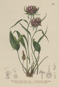 Oxford Rampion (Phyteuma Scheuchzeri) بواسطة المدرسة الألمانية