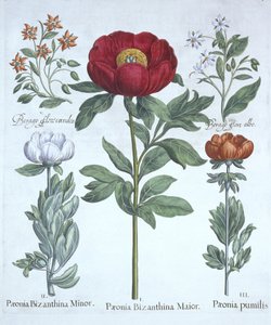 Paeonies and Borage ، من Hortus Eystettensis ، بقلم باسل بيسلر (1561-1629) ، حانة. 1613 (نقش يدوي) بواسطة المدرسة الألمانية