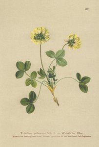 شاحب البرسيم (باليسنس Trifolium) بواسطة المدرسة الألمانية