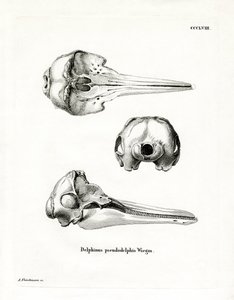 Pantropical Spotted Dolphin Skull (coloured engraving) بواسطة المدرسة الألمانية