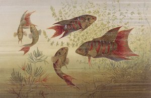 سمكة الفردوس ، طبق من Brehms Tierleben: Allgemeine Kunde des Tierreichs ، المجلد 8 ، ص. 184 ، نشره معهد المراجع ، 1892 بواسطة المدرسة الألمانية