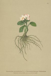 حشرة الأوراق ذات الأوراق Parnassia (Ranunculus parnassifolius) بواسطة المدرسة الألمانية