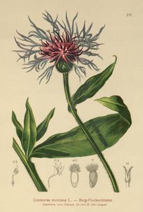 زهرة الذرة المعمرة (Centaurea montana) بواسطة المدرسة الألمانية