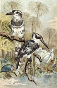 Pied Kingfisher ، لوحة من "Brehms Tierleben: Allgemeine Kunde des Tierreichs" ، المجلد 5 ، الصفحة 60 ، نشره Bibliographisches Institut بواسطة المدرسة الألمانية