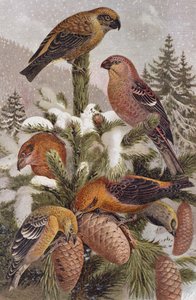 Pine Grosbeak و Crossbill ، لوحة من Brehms Tierleben: Allgemeine Kunde des Tierreichs ، المجلد 4 ، ص. 314 ، نشره المعهد الببليوغرافي ، 1891 بواسطة المدرسة الألمانية