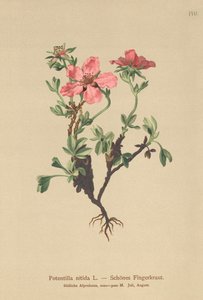 الوردي Cinquefoil (Potentilla nitida) بواسطة المدرسة الألمانية