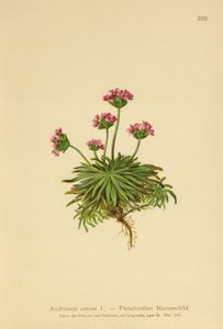 بينك روك ياسمين (كارنيا Androsace) بواسطة المدرسة الألمانية