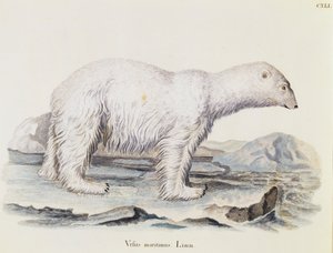 Polar bear (Ursus maritimus), from Mammals illustrated from Nature with descriptions, by Johann Christian Daniel von Schreber (1739-1810), engraving by IC Bock after drawing by Marechal, volume 3, table 141, Germany بواسطة المدرسة الألمانية