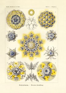 Polycyttaria بواسطة المدرسة الألمانية
