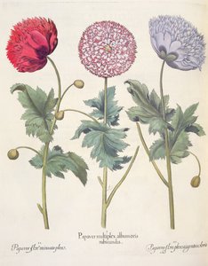 الخشخاش ، أحمر 1.Papaver متعددة الألبومات ؛ 2.زهرة الورق بلورات Miniato الكاملة ؛ 3.بابيه زهرة pensaver plensargentei ، من Eystettensis بقلم Basil Besler (1561-1629) ، حانة. 1613