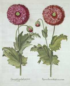الخشخاش ، من Hortus Eystettensis ، بواسطة Basil Besler (1561-1629) حانة. 1613 بواسطة المدرسة الألمانية