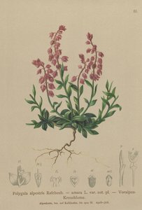 Prealpine Milkwort (Polygala alpestris ، Polygala amara var. aut. pl. ، Polygala brachyptera) بواسطة المدرسة الألمانية