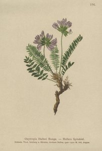 Oxytropis الأرجواني (الولايات Oxytropis) بواسطة المدرسة الألمانية